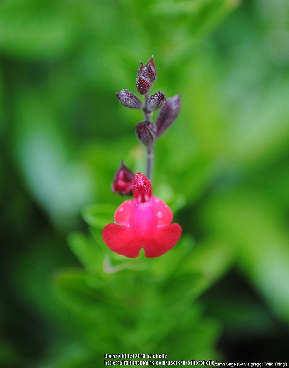 Photo of Autumn Sage (Salvia greggii 'Wild Thing') uploaded by chelle