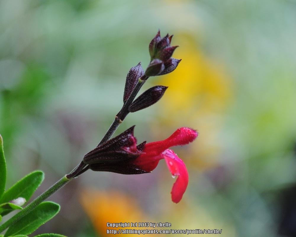 Photo of Autumn Sage (Salvia greggii 'Wild Thing') uploaded by chelle