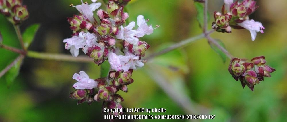 Photo of Oreganos (Origanum vulgare) uploaded by chelle