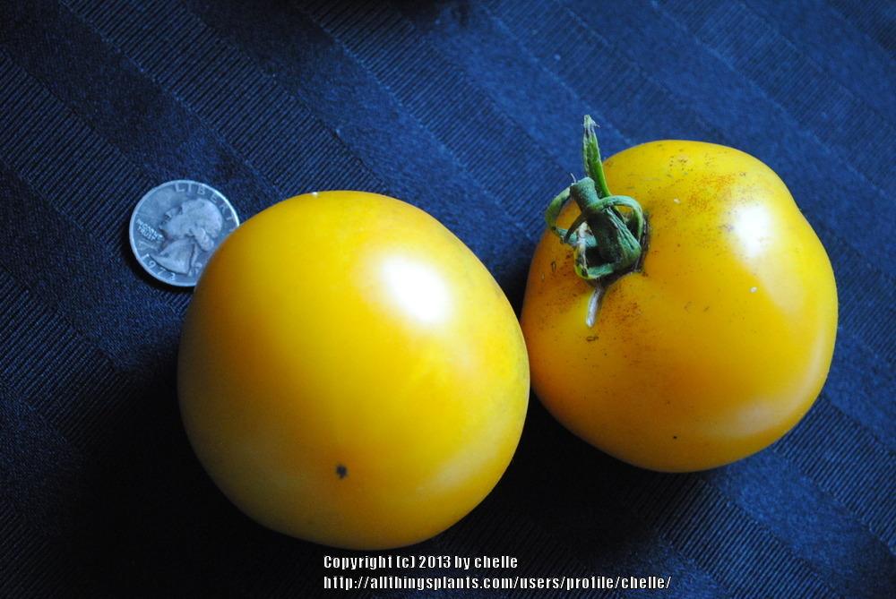 Photo of Tomato (Solanum lycopersicum 'Lemon Boy') uploaded by chelle