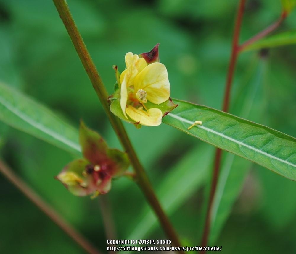 Photo of Seed Box (Ludwigia alternifolia) uploaded by chelle