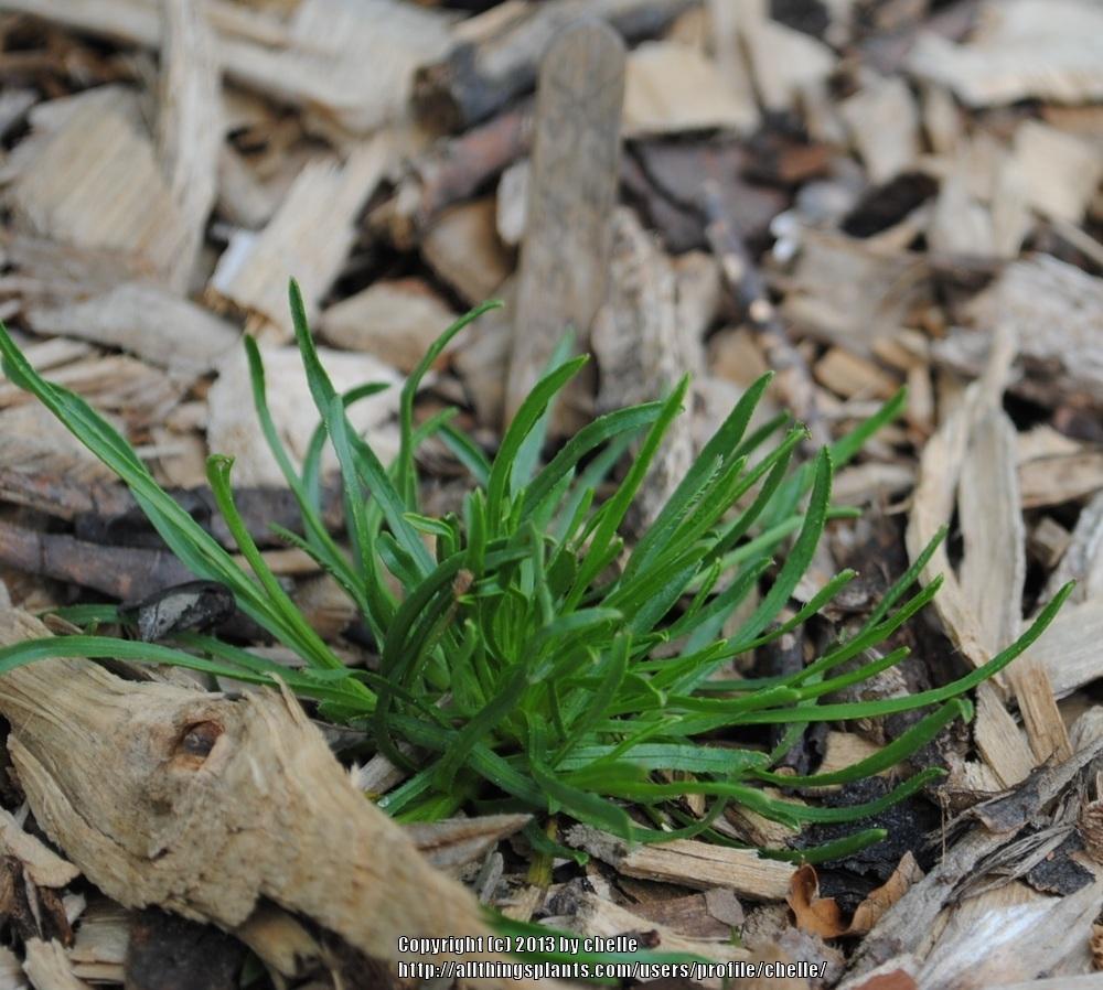 Photo of Grassy Bells (Edraianthus tenuifolius) uploaded by chelle