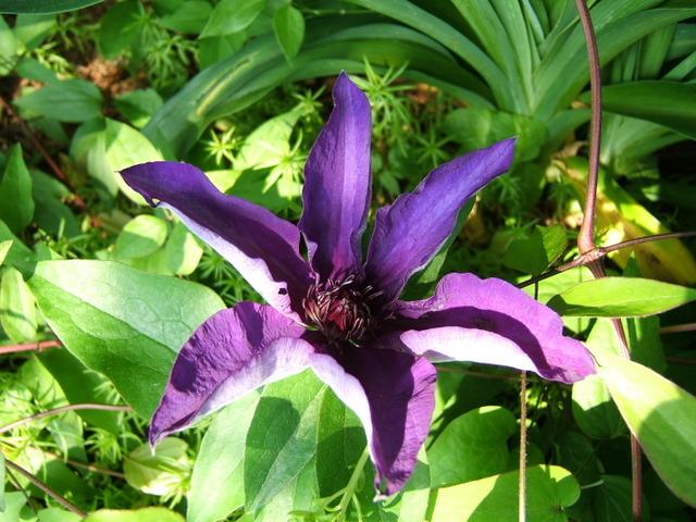 Photo of Clematis 'The President' uploaded by pirl
