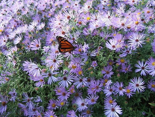 Photo of New England Aster (Symphyotrichum novae-angliae) uploaded by pirl
