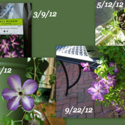 
Date: Various
Collage showing the plants from Walmart, planted and placed in a 