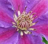 Photo of Clematis 'Ashva' uploaded by pirl