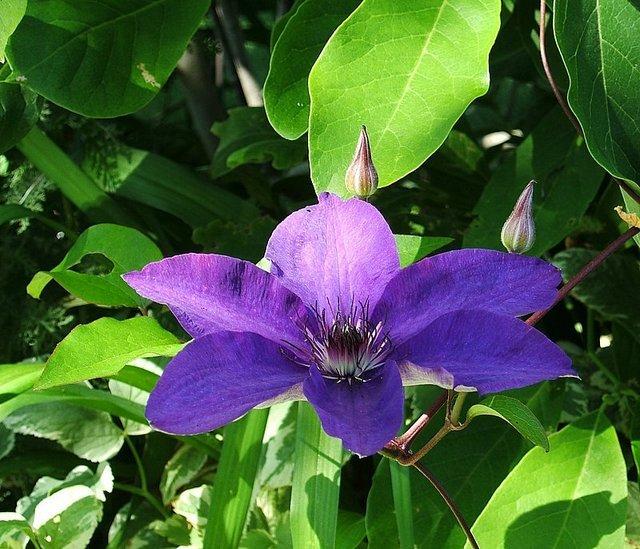 Photo of Clematis 'The President' uploaded by pirl