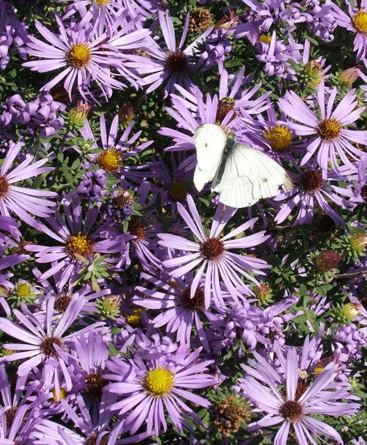 Photo of New England Aster (Symphyotrichum novae-angliae) uploaded by pirl