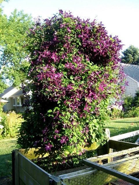 Photo of Clematis 'Jackmanii' uploaded by pirl