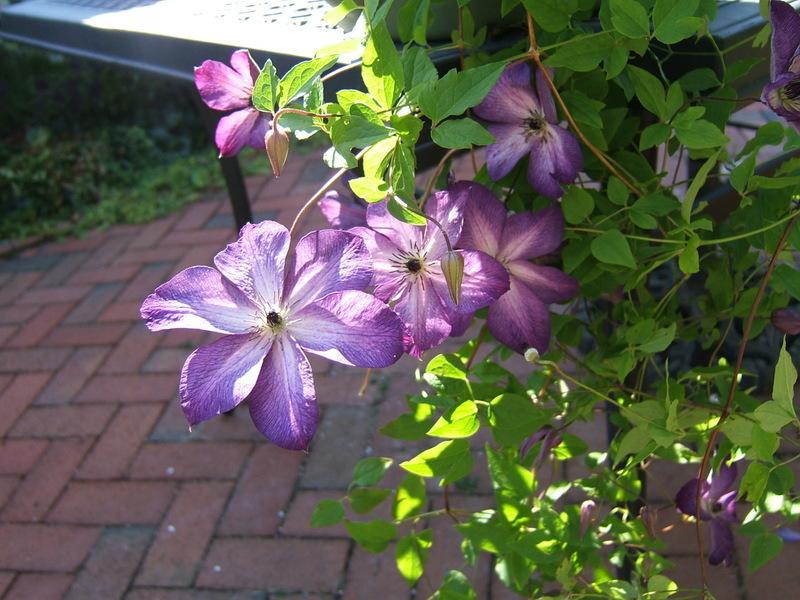 Photo of Clematis (Clematis viticella 'Venosa Violacea') uploaded by pirl