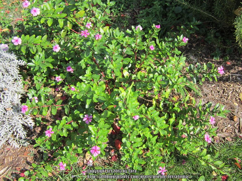 Photo of Vinca (Catharanthus roseus) uploaded by terrafirma