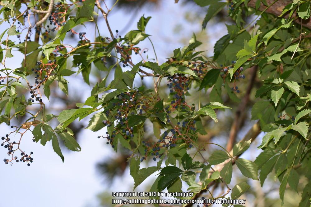 Photo of Virginia Creeper (Parthenocissus quinquefolia) uploaded by treehugger