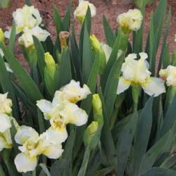 Location: My garden
Date: April 2012
Cotton Blossom SDB clump