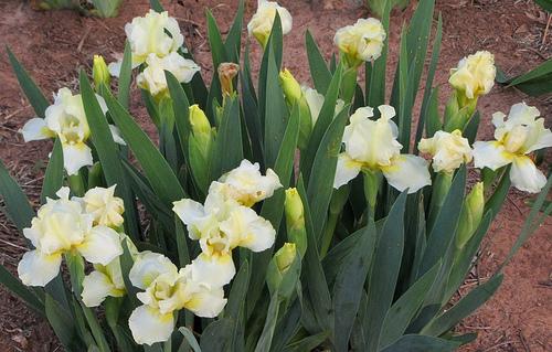Photo of Standard Dwarf Bearded Iris (Iris 'Cotton Blossom') uploaded by Bloombuddie