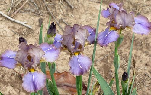 Photo of Intermediate Bearded Iris (Iris 'Devilish Nature') uploaded by Bloombuddie