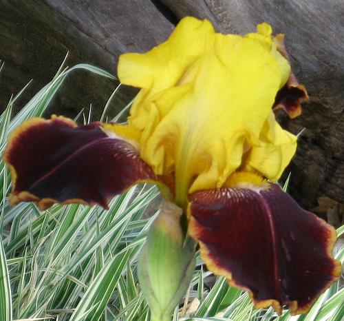 Photo of Tall Bearded Iris (Iris 'Intense Emotions') uploaded by Bloombuddie
