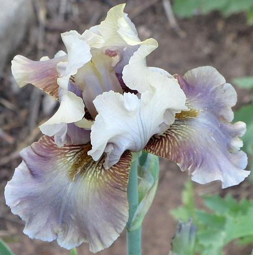 Photo of Tall Bearded Iris (Iris 'Ozone Alert') uploaded by Bloombuddie