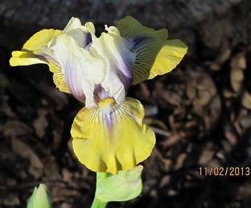 Photo of Intermediate Bearded Iris (Iris 'Double Your Fun') uploaded by Bloombuddie