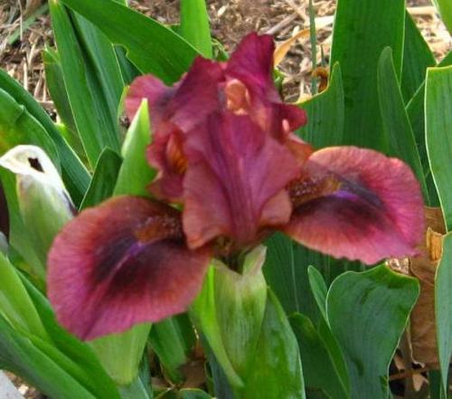 Photo of Standard Dwarf Bearded Iris (Iris 'Nut Ruffles') uploaded by Bloombuddie