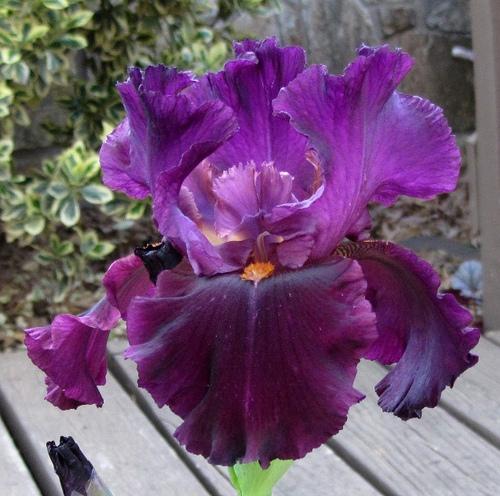 Photo of Tall Bearded Iris (Iris 'Cherry Glen') uploaded by Bloombuddie