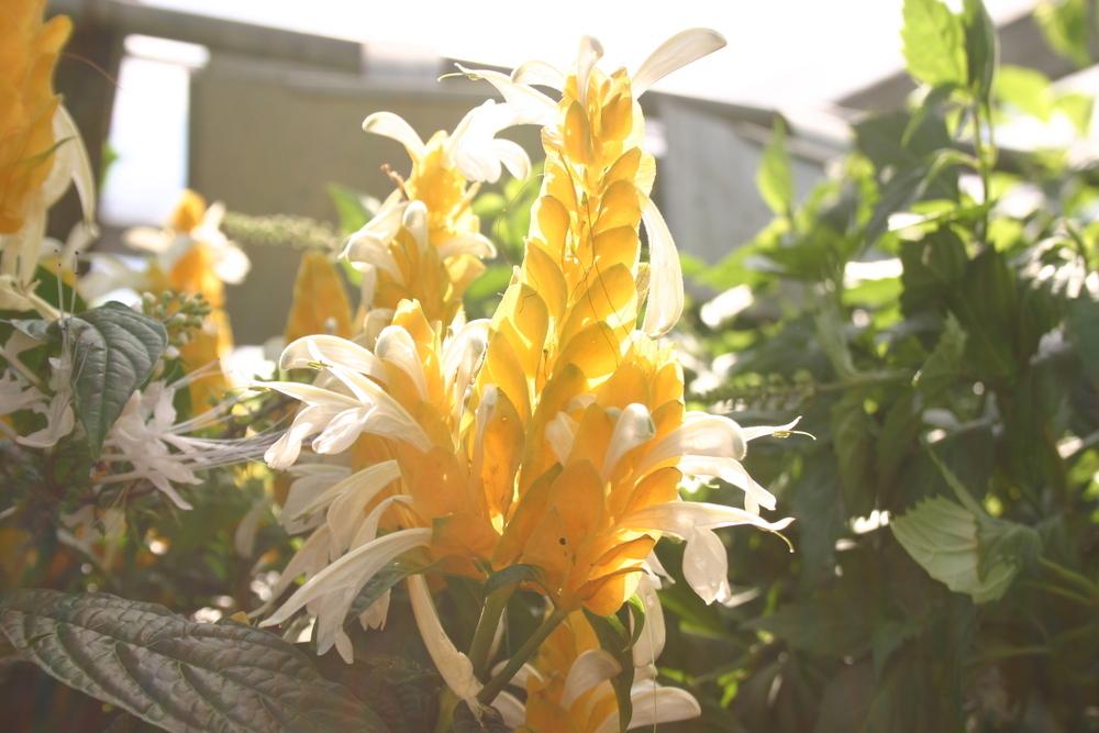 Photo of Golden Shrimp Plant (Pachystachys lutea) uploaded by jon