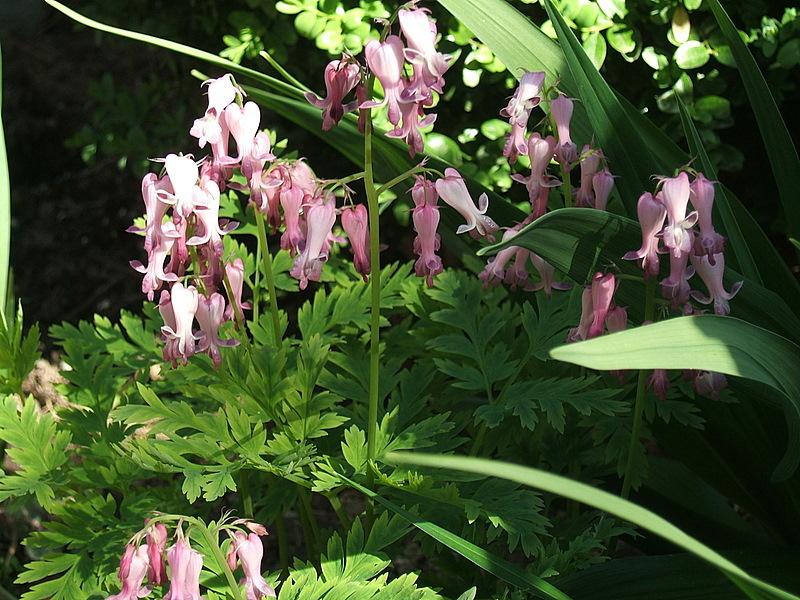 Photo of Wild Bleedingheart (Dicentra eximia) uploaded by pirl