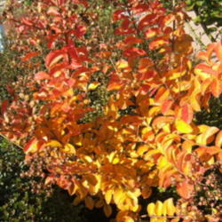 Location: Belmont, full sun
Date: 2012-1112
Great fall foliage.