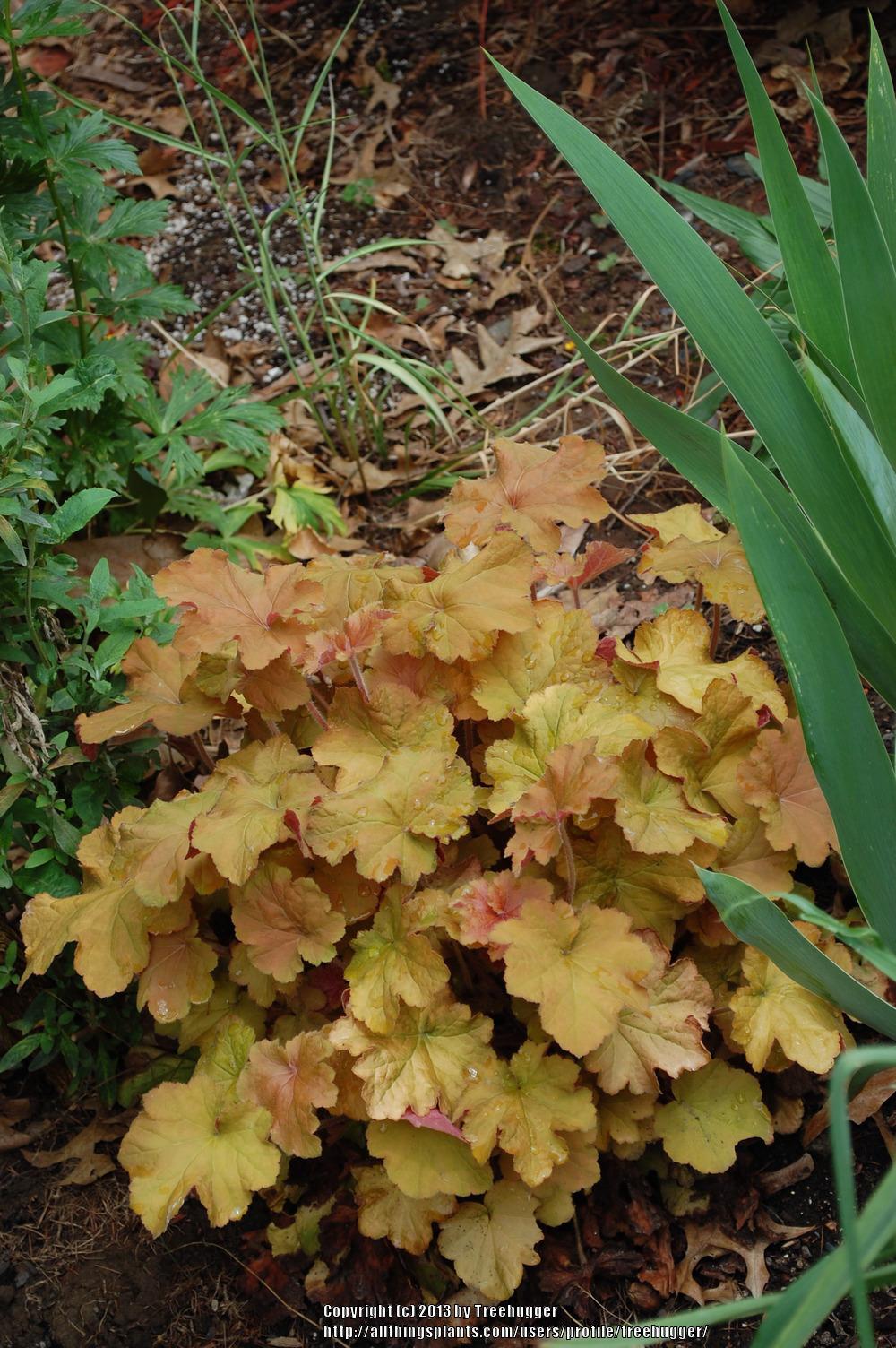 Photo of Coral Bells (Heuchera 'Amber Waves') uploaded by treehugger