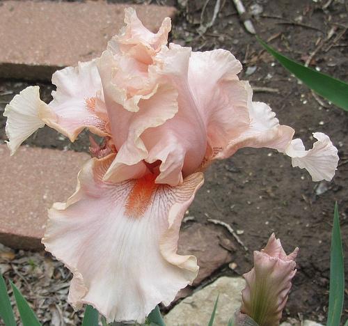 Photo of Tall Bearded Iris (Iris 'Pink Champagne') uploaded by Bloombuddie
