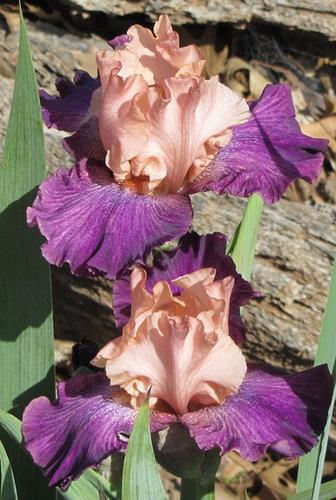 Photo of Border Bearded Iris (Iris 'Shenanigan') uploaded by Bloombuddie