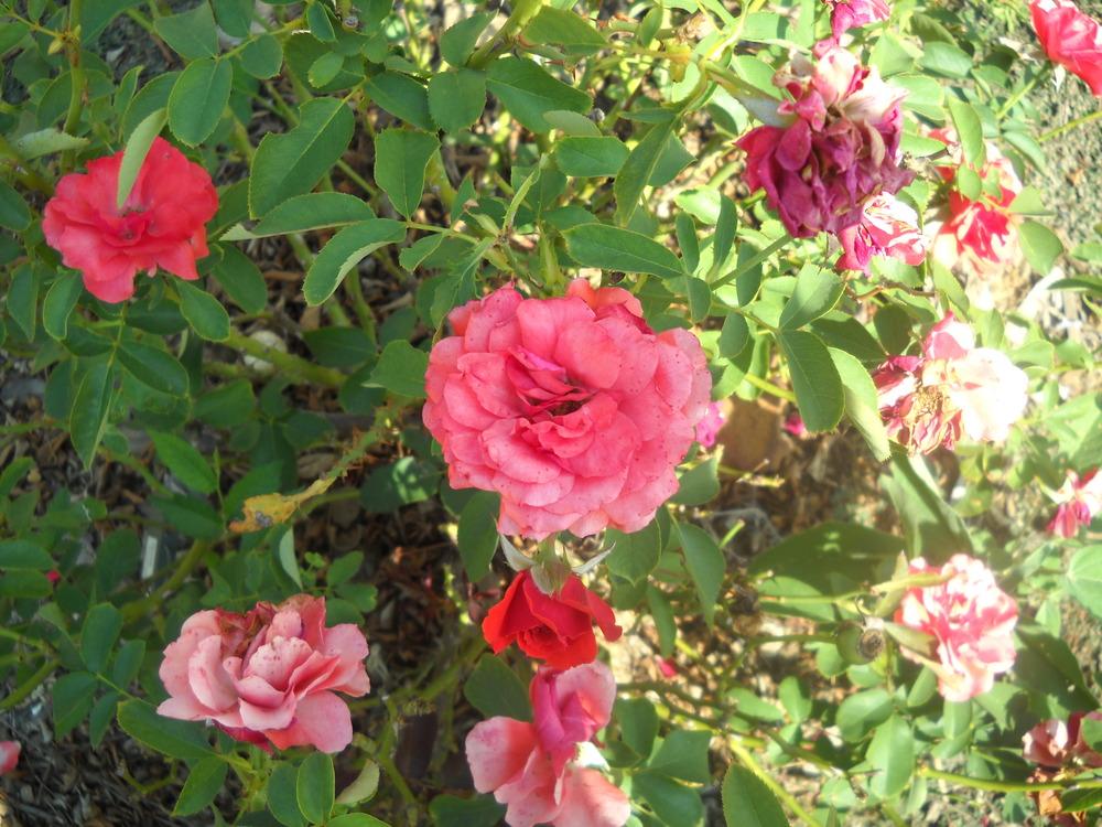 Photo of Rose (Rosa 'Trumpeter') uploaded by Katie