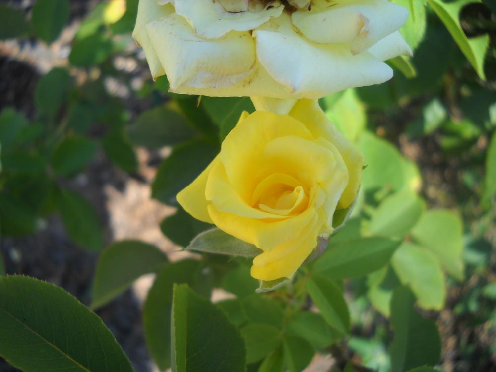 Photo of Rose (Rosa 'Nacogdoches') uploaded by Katie