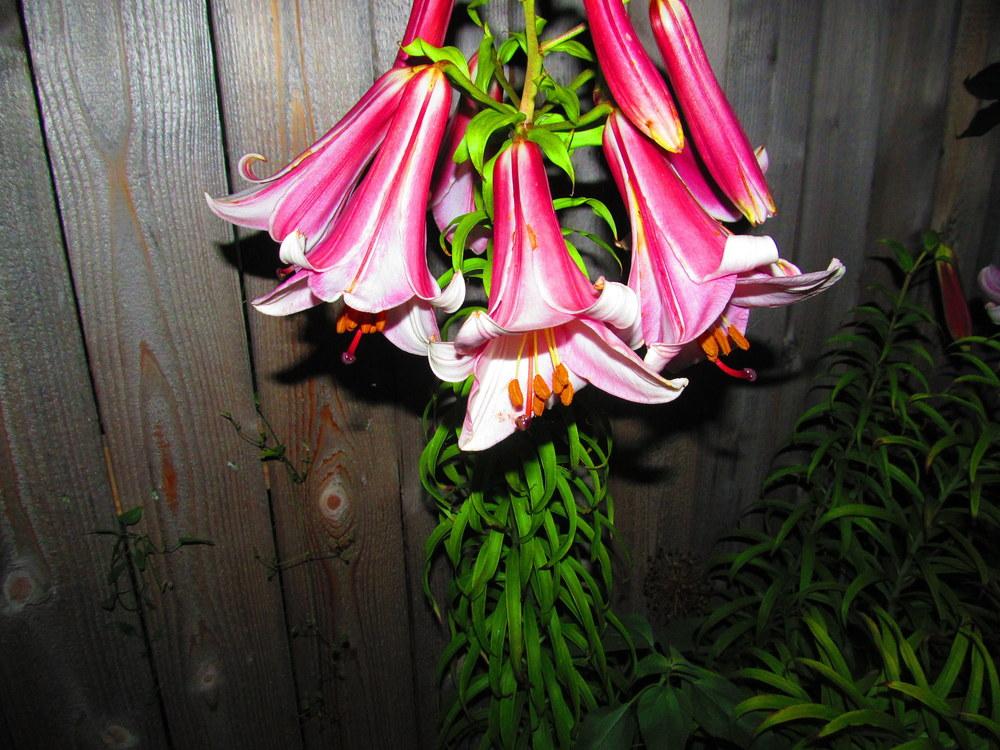 Photo of Lily (Lilium Pink Perfection) uploaded by jmorth