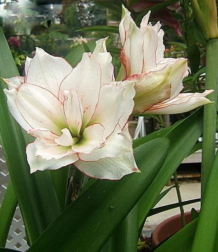 Photo of Amaryllis (Hippeastrum 'Double Record') uploaded by pirl