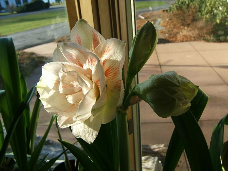 Photo of Amaryllis (Hippeastrum 'Nymph') uploaded by pirl