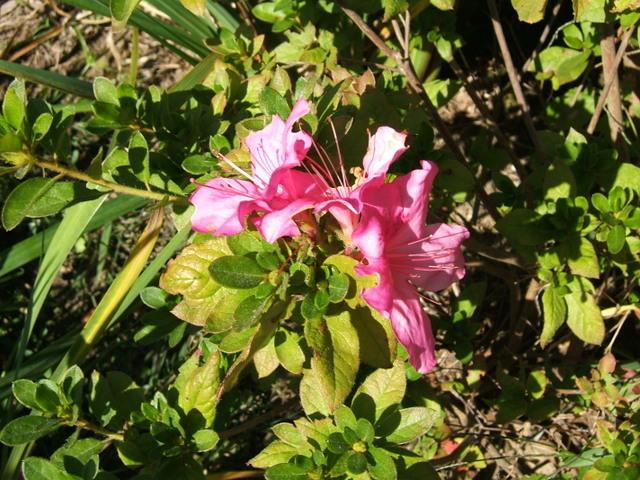 Photo of Azalea (Rhododendron Encore® Autumn Twist™) uploaded by pirl