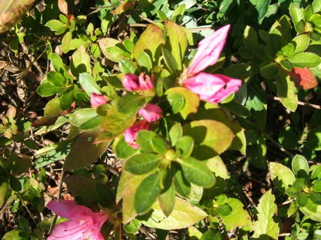 Photo of Azalea (Rhododendron Encore® Autumn Twist™) uploaded by pirl