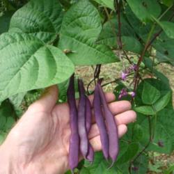 Location: MoonDance Farm, NC
Date: 2012-07-22
Purple Podded pole bean - foliage, beans, flowers.