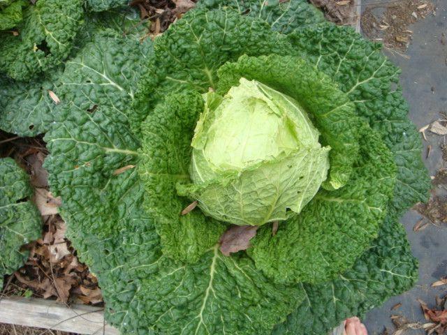 Photo of Brassicas (Brassica) uploaded by Horseshoe