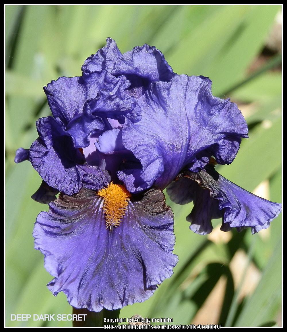 Photo of Tall Bearded Iris (Iris 'Deep Dark Secret') uploaded by Orchid40