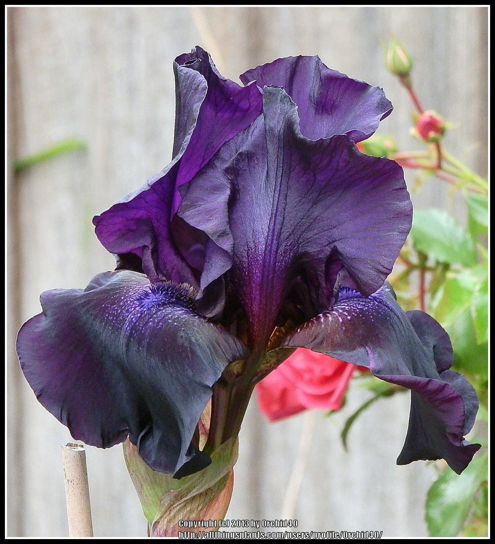 Photo of Tall Bearded Iris (Iris 'Superstition') uploaded by Orchid40
