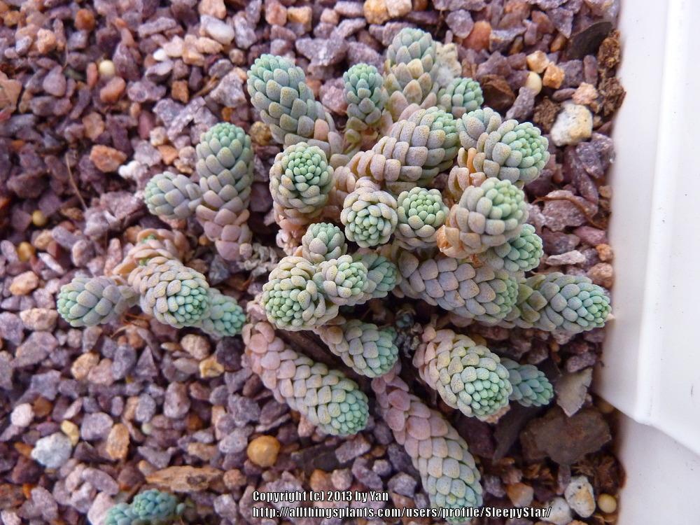 Photo of Corsican Stonecrop (Sedum dasyphyllum 'Major') uploaded by SleepyStar
