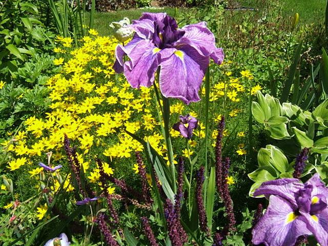 Photo of Japanese Iris (Iris ensata 'Greywoods Dark Desire') uploaded by pirl