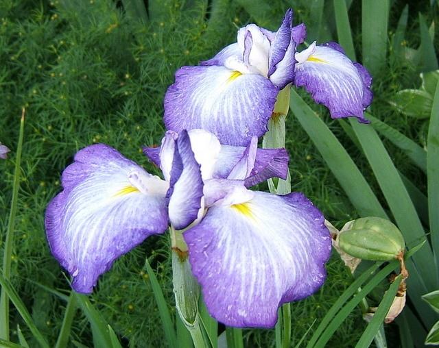 Photo of Japanese Iris (Iris ensata 'Gracieuse') uploaded by pirl