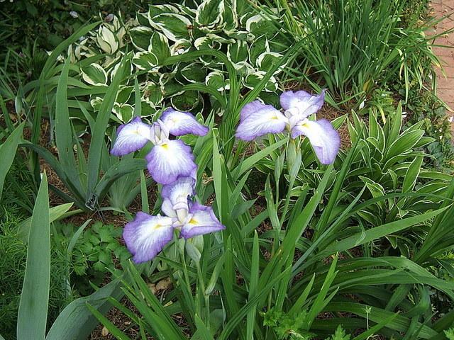 Photo of Japanese Iris (Iris ensata 'Gracieuse') uploaded by pirl
