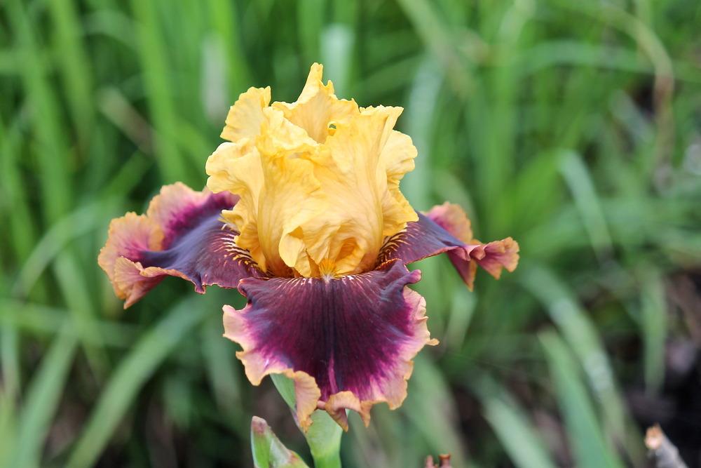 Photo of Tall Bearded Iris (Iris 'Mastery') uploaded by ARUBA1334