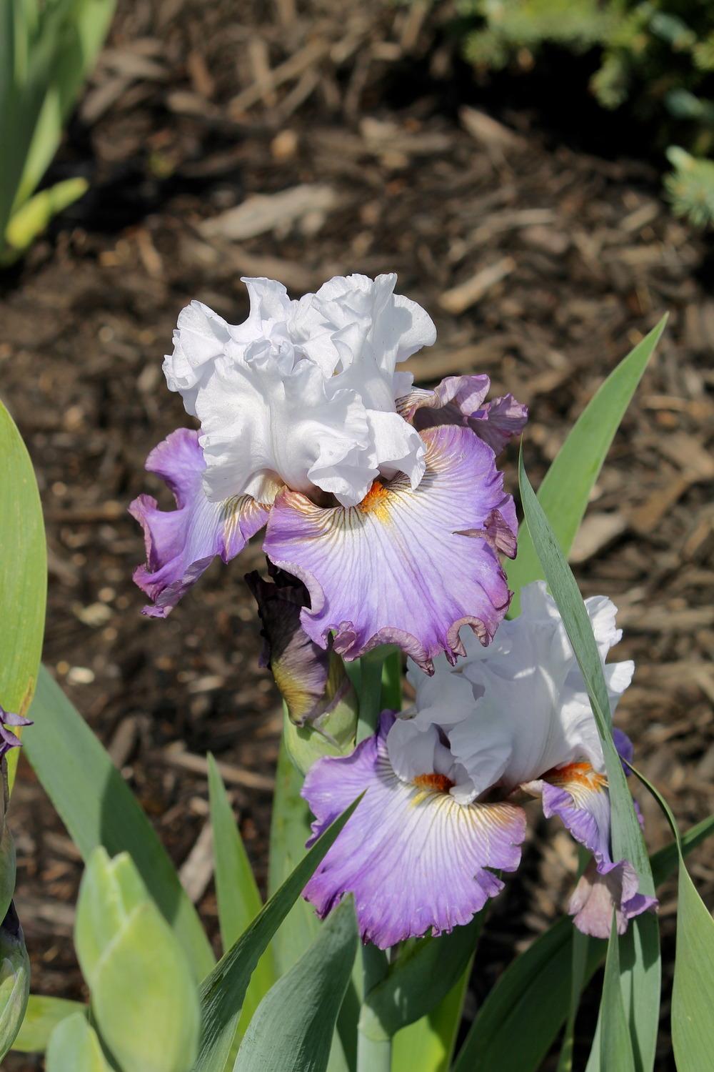 Photo of Tall Bearded Iris (Iris 'Arthouse') uploaded by ARUBA1334