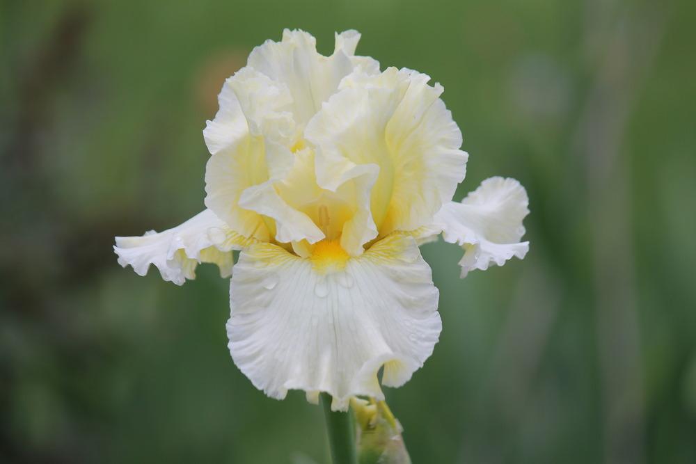 Photo of Tall Bearded Iris (Iris 'Going Dutch') uploaded by ARUBA1334
