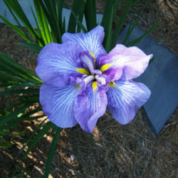 Location: Courtyard JI garden
Date: 2011-0630
Blooming in morning sun, afternoon shade