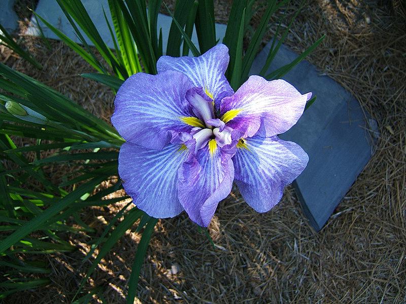 Photo of Japanese Iris (Iris ensata 'Butterflies in Flight') uploaded by pirl